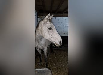 Irish Thoroughbred, Mare, 13 years, 16,2 hh, Gray