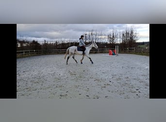 Irish Thoroughbred, Mare, 13 years, 16,2 hh, Gray