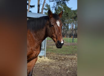 Irish Thoroughbred, Mare, 16 years, 15.1 hh, Brown