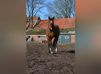 Irish Thoroughbred, Mare, 16 years, 15.1 hh, Brown