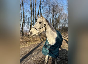 Irish Thoroughbred, Mare, 17 years, 15,2 hh