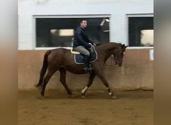 Irish Thoroughbred, Mare, 18 years, 15,2 hh, Chestnut-Red