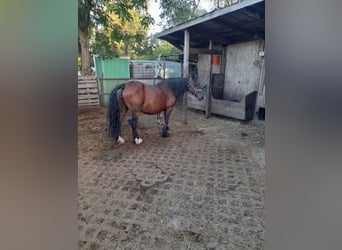 Irish Thoroughbred, Mare, 21 years, 13,2 hh, Brown