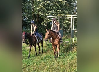 Irish Thoroughbred, Mare, 2 years, 15.2 hh, Brown