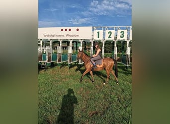 Irish Thoroughbred, Mare, 2 years, 15,2 hh, Brown