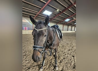 Irish Thoroughbred, Mare, 3 years, 15,2 hh, Brown