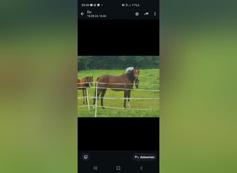 Irish Thoroughbred, Mare, 3 years, 15,2 hh, Brown