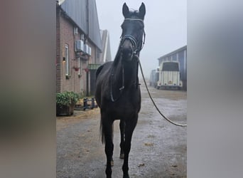 Irish Thoroughbred, Mare, 4 years, 15,2 hh, Brown