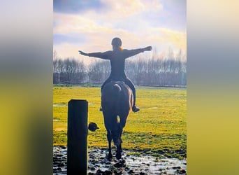 Irish Thoroughbred, Mare, 4 years, 15.2 hh
