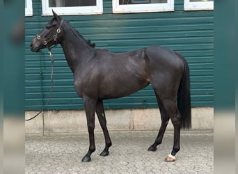 Irish Thoroughbred, Mare, 4 years, 15.2 hh, Smoky-Black