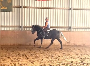 Irish Thoroughbred, Mare, 4 years, 16,1 hh, Gray