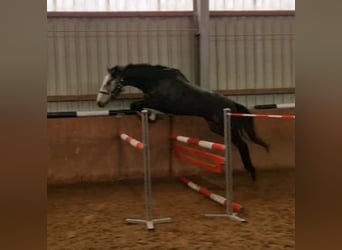 Irish Thoroughbred, Mare, 4 years, 16,1 hh, Gray