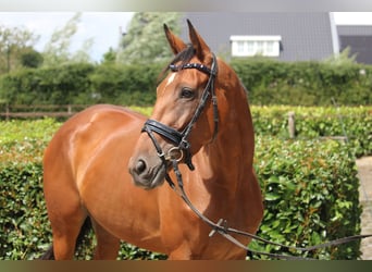 Irish Thoroughbred, Mare, 4 years, 16 hh, Brown