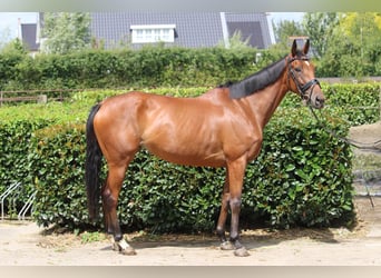 Irish Thoroughbred, Mare, 4 years, 16 hh, Brown