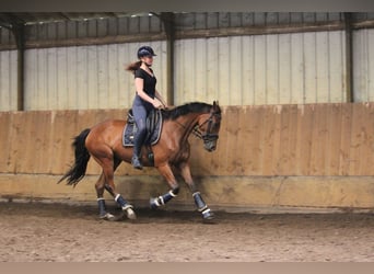 Irish Thoroughbred, Mare, 4 years, 16 hh, Brown