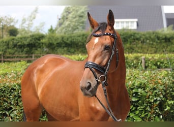 Irish Thoroughbred, Mare, 4 years, 16 hh, Brown