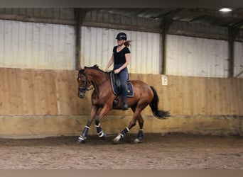 Irish Thoroughbred, Mare, 4 years, 16 hh, Brown