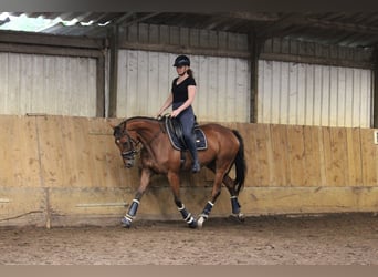 Irish Thoroughbred, Mare, 4 years, 16 hh, Brown