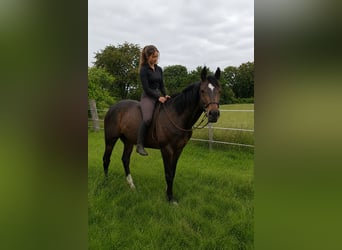 Irish Thoroughbred, Mare, 5 years, 15.2 hh, Brown