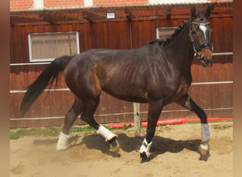 Irish Thoroughbred, Mare, 5 years, 15,2 hh, Bay-Dark