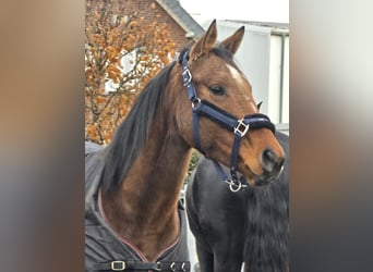 Irish Thoroughbred, Mare, 5 years, 15,2 hh, Brown