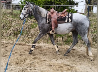Irish Thoroughbred, Mare, 5 years, 16 hh, Grey