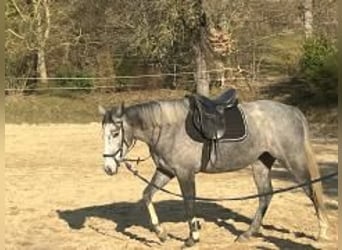 Irish Thoroughbred, Mare, 5 years, 16 hh, Grey
