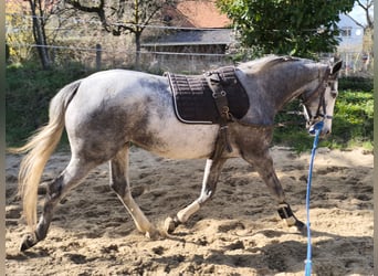 Irish Thoroughbred, Mare, 5 years, 16 hh, Grey