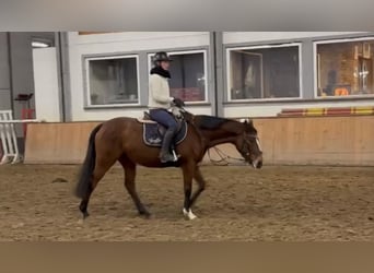 Irish Thoroughbred, Mare, 6 years, 15,2 hh, Brown