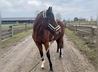 Irish Thoroughbred, Mare, 6 years, 15,2 hh, Brown