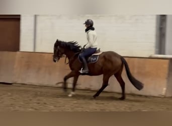 Irish Thoroughbred, Mare, 6 years, 15,2 hh, Brown