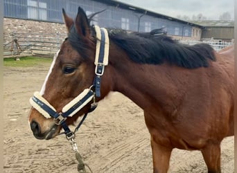 Irish Thoroughbred, Mare, 6 years, 15,2 hh, Brown