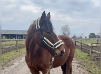 Irish Thoroughbred, Mare, 6 years, 15,2 hh, Brown