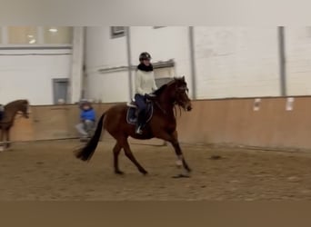 Irish Thoroughbred, Mare, 6 years, 15,2 hh, Brown