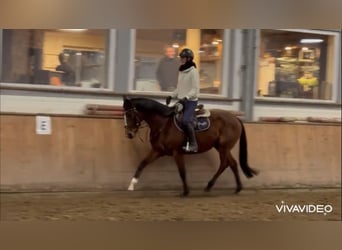 Irish Thoroughbred, Mare, 6 years, 15,2 hh, Brown