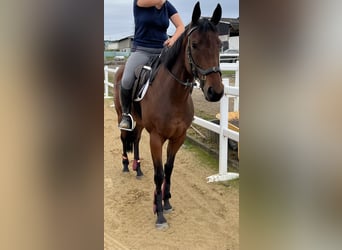 Irish Thoroughbred, Mare, 6 years, 15.2 hh Irish Thoroughbred, Mare, 6 years, 15.2 hh