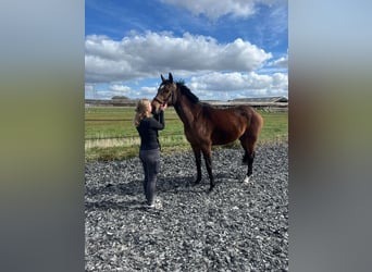 Irish Thoroughbred, Mare, 6 years, 15,2 hh, Brown