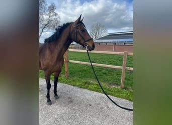 Irish Thoroughbred, Mare, 6 years, 15,2 hh, Brown