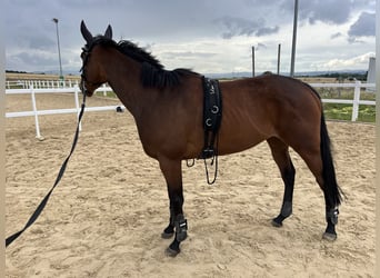 Irish Thoroughbred, Mare, 6 years, 15,2 hh