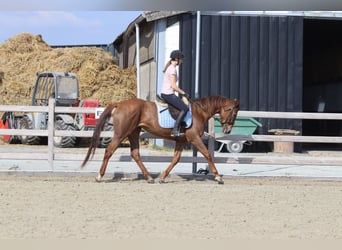 Irish Thoroughbred, Mare, 6 years, 15,2 hh, Sorrel
