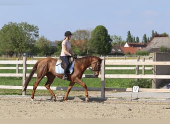Irish Thoroughbred, Mare, 6 years, 15,2 hh, Sorrel