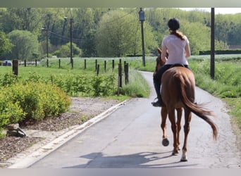 Irish Thoroughbred, Mare, 6 years, 15,2 hh, Sorrel