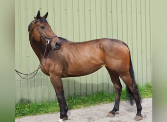 Irish Thoroughbred, Mare, 6 years, 16.1 hh, Bay