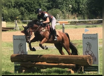 Irish Thoroughbred, Mare, 6 years, 16,1 hh, Brown