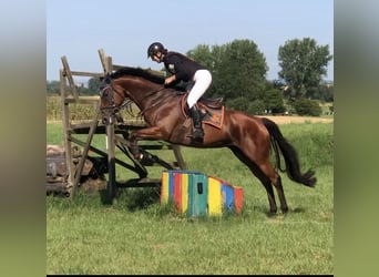 Irish Thoroughbred, Mare, 6 years, 16.1 hh, Brown