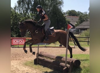 Irish Thoroughbred, Mare, 6 years, 16.1 hh, Brown