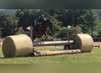 Irish Thoroughbred, Mare, 6 years, 16,1 hh, Brown