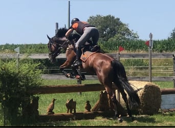 Irish Thoroughbred, Mare, 6 years, 16,1 hh, Brown