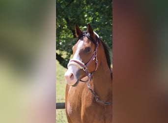 Irish Thoroughbred, Mare, 6 years, 16 hh, Brown