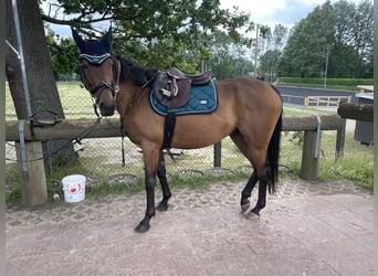 Irish Thoroughbred, Mare, 6 years, 16 hh, Brown